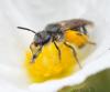 Lasioglossum sp.
